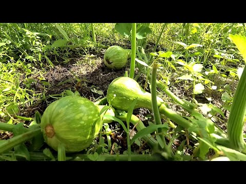 Vídeo: Como fazer a abóbora crescer?