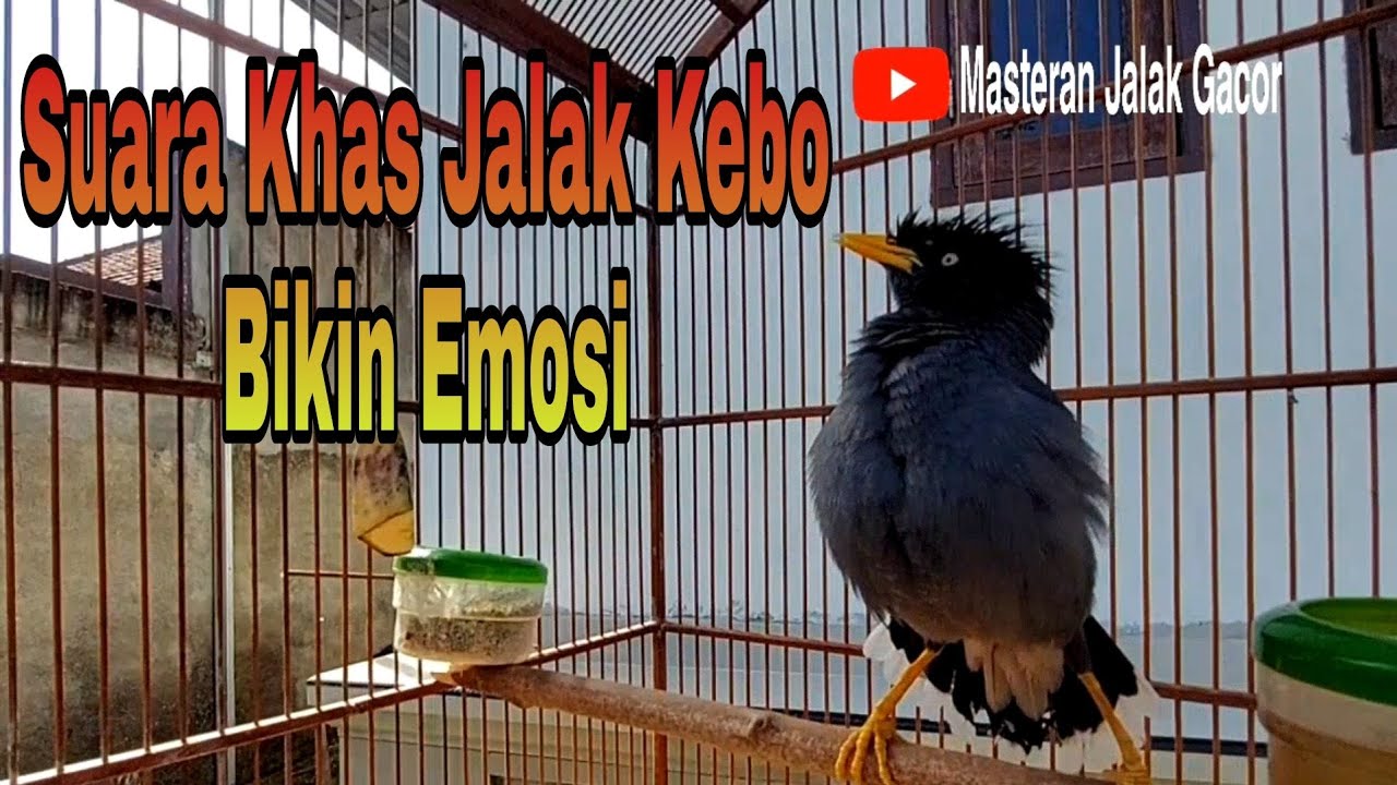 Pancingan Jalak Kebo Muda dengan Suara Khas Jalak Kebo Gacor Bikin Emosi Jalak Lainnya