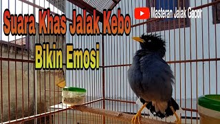 Pancingan Jalak Kebo Muda dengan Suara Khas Jalak Kebo Gacor Bikin Emosi Jalak Lainnya