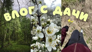 картинка: Дачный влог и как я грибы собирала. Спокойный уютный влог
