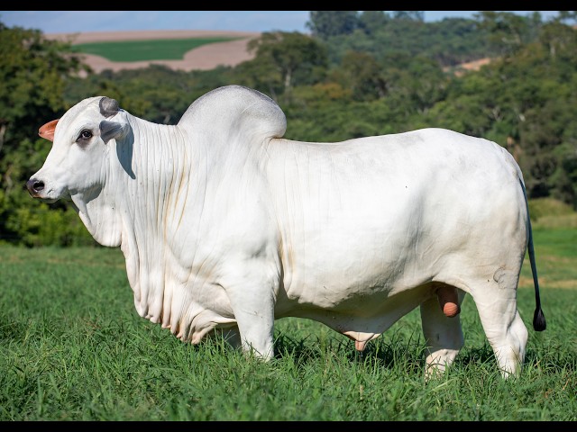 LOTE 32 VEAI 1127