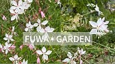 ガウラ 白蝶草 の育て方 日常管理 Youtube
