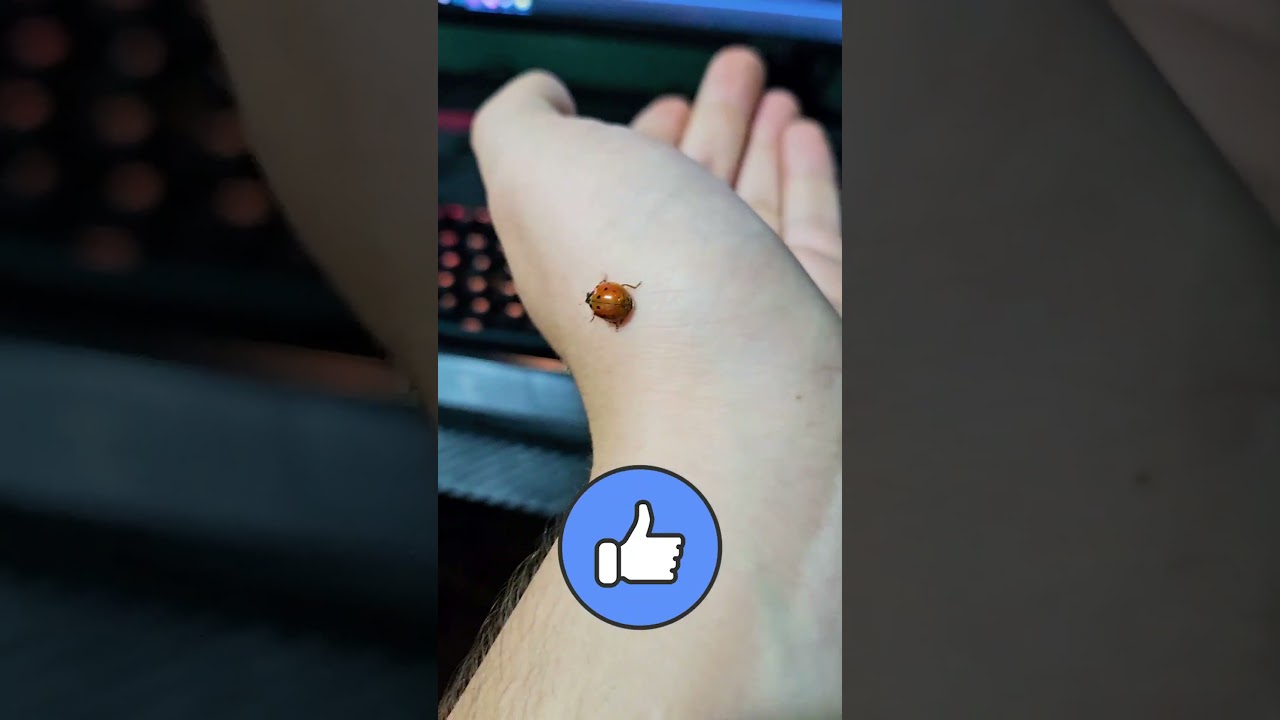 Noul meu PRIETEN ? BUBURUZA !