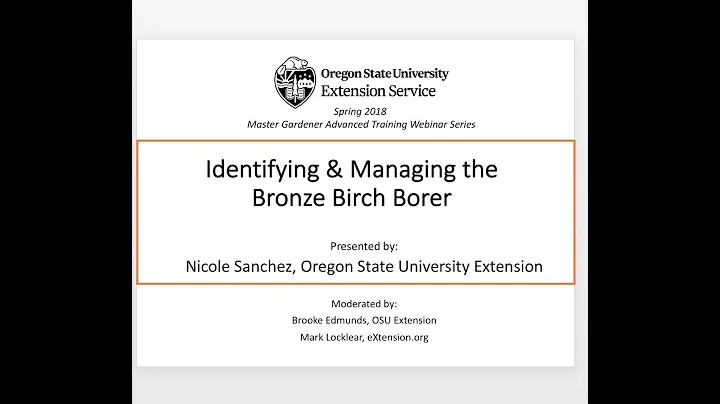 Identifying & Managing the Bronze Birch Borer