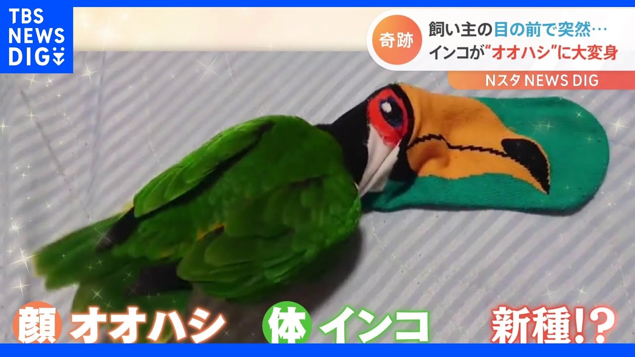 カモノハシです カモノハシは紫外線で青緑に光る、目的は不明 | ナショナル ジオ