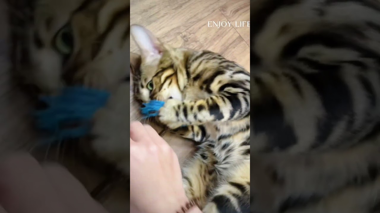 貓草球有這麼好吃？Bomi咬到停不下來！😆🐱