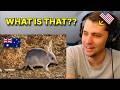 Wait... the Bandicoot is a real animal?