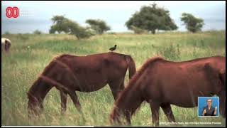 Download Lagu Rayuan Pulau Kelapa ( Lagu Instrumental ) MP3