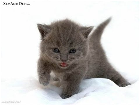 Детские песенки - песня про кота - Текст Песни