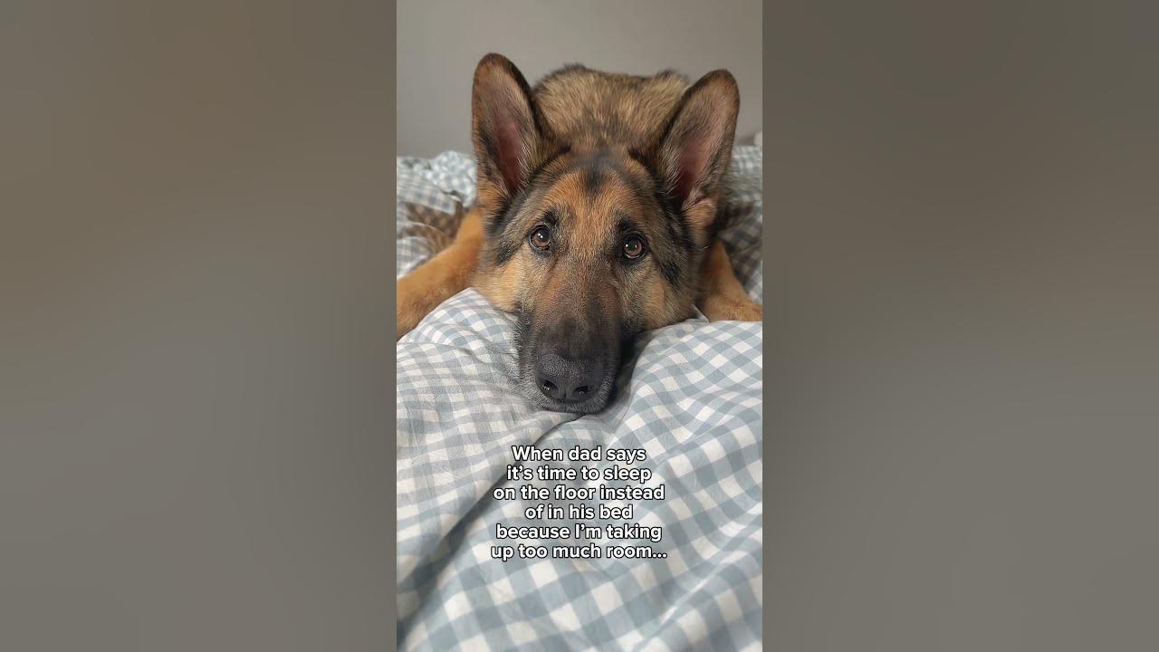 It’s not my fault his bed is too small 🤷🏻‍♂️ YouTube