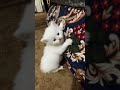 🐈⬛ kitten playing and jumping