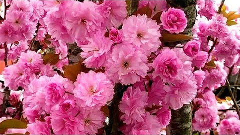 PINK CHERRY BLOSSOMS FLOWERS VIDEO in HD 1080p-BEAUTIFUL NATURE-BEAUTIFUL WORLD