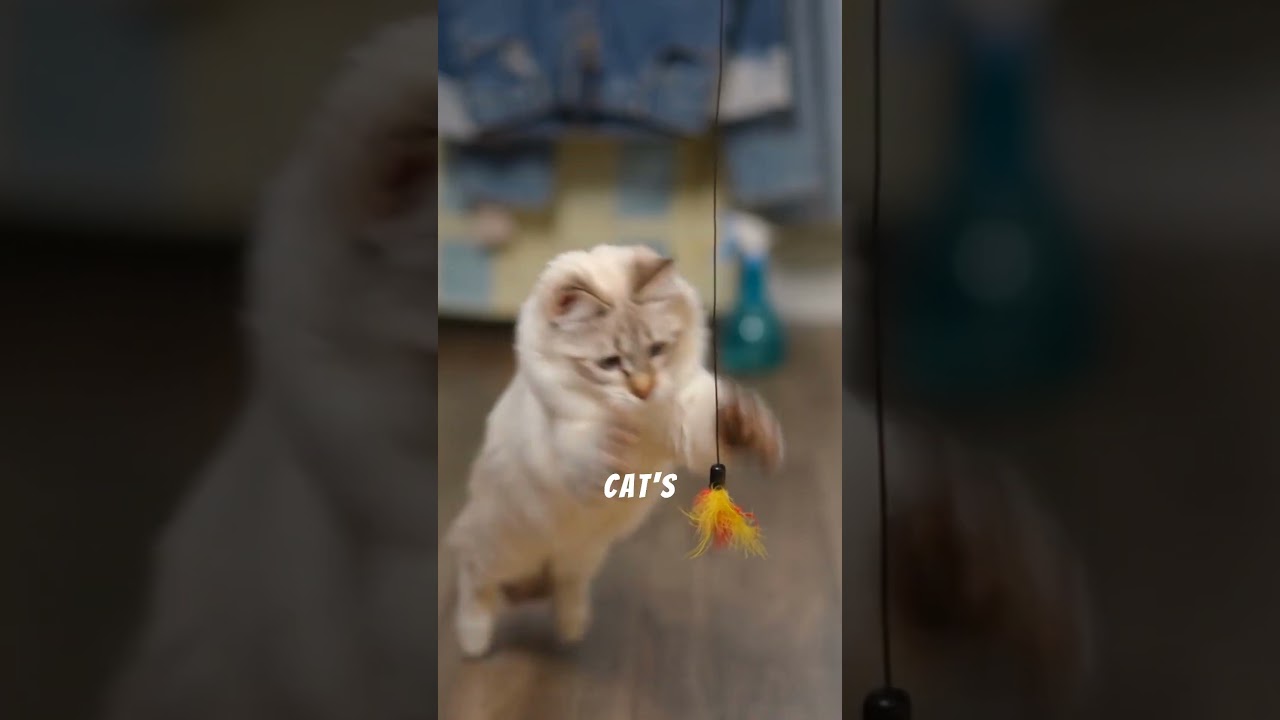 Signs of a Lonely Cat...