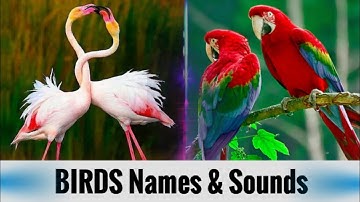 BIRDS Names and Sounds - Learn Bird Species in English