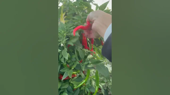 Harvest chillies #growyourownfood #vegetables #homegrown #garden
