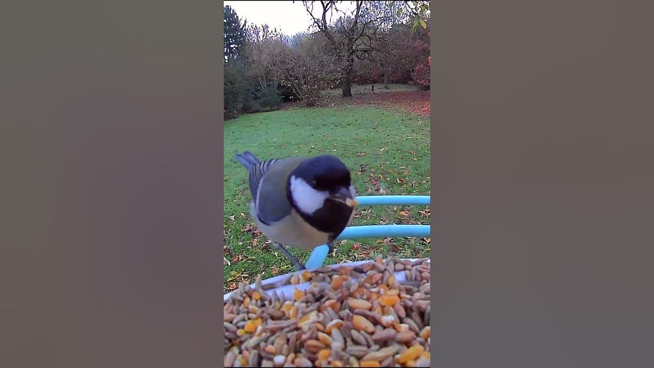 I put a connected bird feeder in my yard 😱 