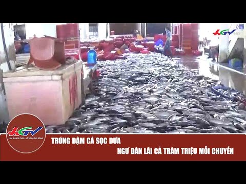 Video Trúng đậm cá sọc dưa, ngư dân lãi cả trăm triệu mỗi... - youtube