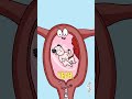 “🤯Why Cervix Becomes a Security Guard During Pregnancy? 😂”#shorts #animation #funny