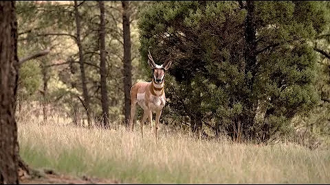 Antelope Flagging Success- Winchester Deadly Passion- Web Promo
