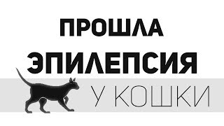 Прошли эпилепсия и судороги у кошки. Прошли эпилепсия и судороги у кошки.