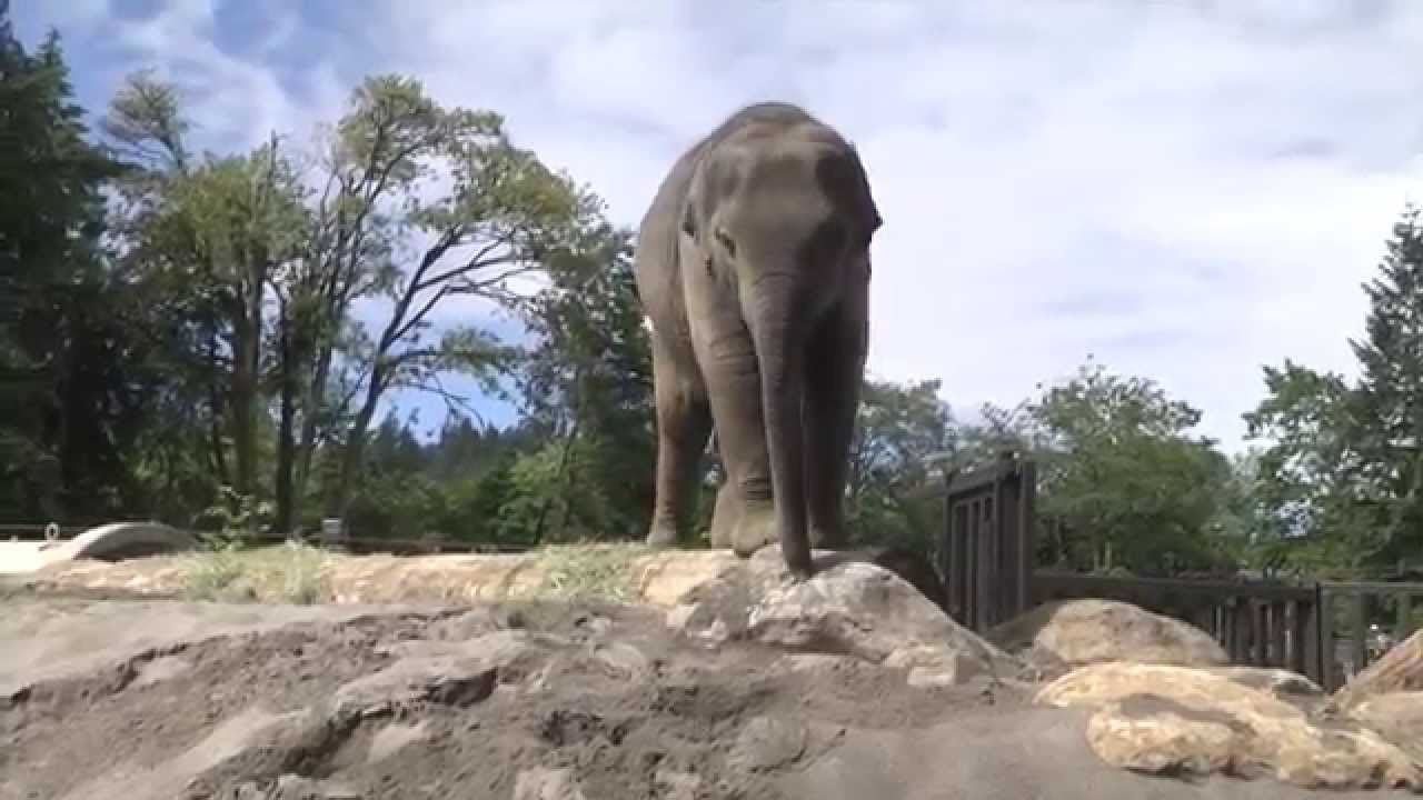 Three years of baby elephant Lily in two minutes