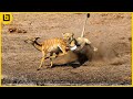 15 Hungry Lions Mercilessly Hunting and Killing Other Animals