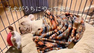 子犬がうちにやって来た【フレブル橙だいだいの成長記録】