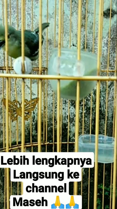 sirtu gacor cari lawan