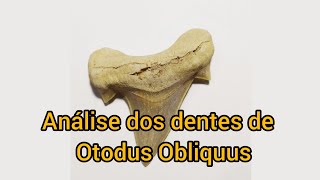 Tubarão Otodus obliquus