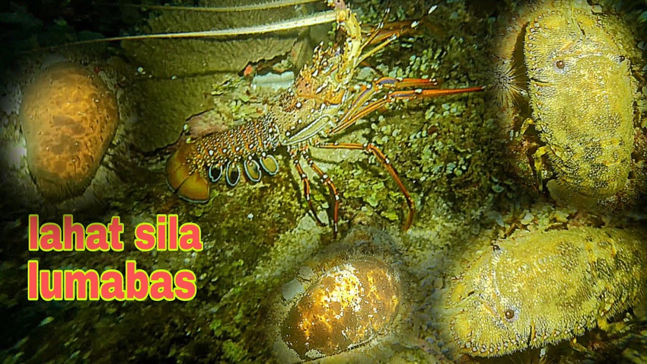 ep327.Dive2.copapa banagan at sunod sunod na ang balatan.night ...