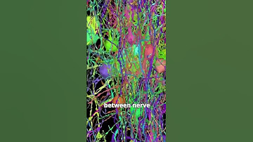 Harvard & Google Create the Most Detailed Brain Map Ever