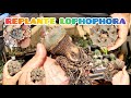 Replante da minha Lophophora#lophophora #cactus #replante #jardimdecactos 