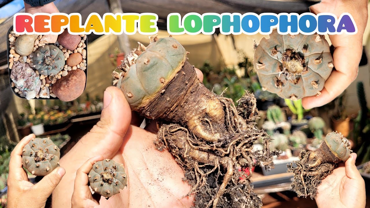 Lophophora , replante do meu Peiote. #lophophora #cactus #cactopeiote