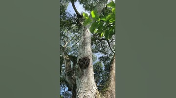 Cây gỗ Me Tây thực tế dành cho anh em nào chưa biết #gometay #woodworking