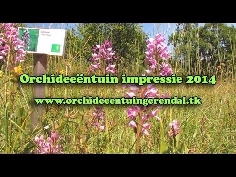 Orchideeëntuin