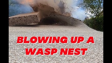 Blowing up a wasps nest