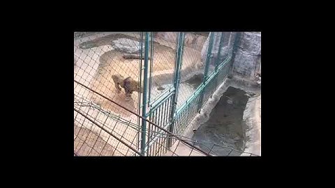 Thumbnail of Tiger vs Lion - Tiger growls at two lions, scares them, and one lion flees. GOOD STUFF !