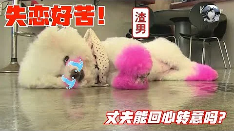 狗狗“失恋”后，不吃不喝得了抑郁症，兽医想了个馊主意 - 天天要闻