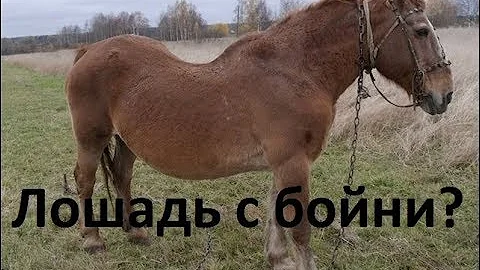 Спасение лошади с бойни. Возможные проблемы