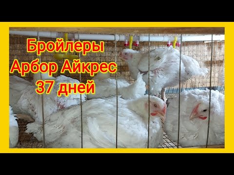 Бройлеры своим теплом греют курятник. Выращивание бройлеров осенью. Бройлер Арбор Айкрес.