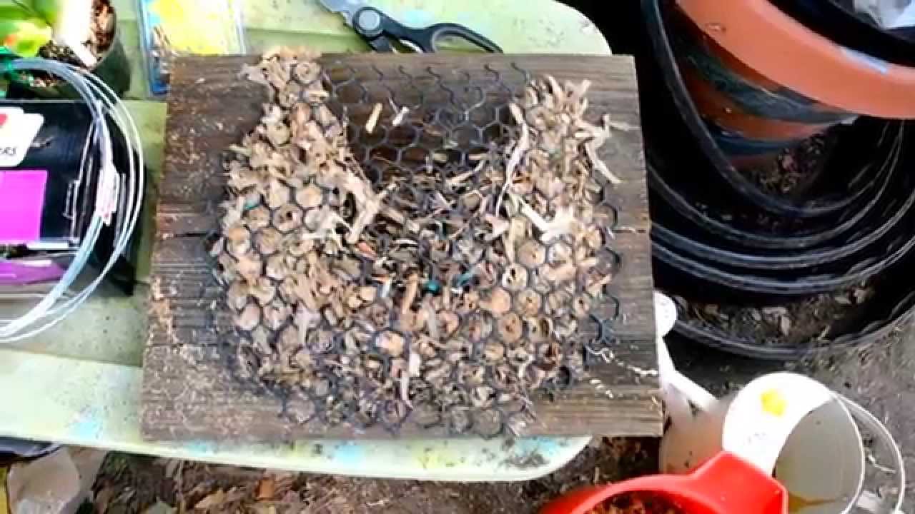 How make and mount a board for platycerium staghorn ferns. YouTube
