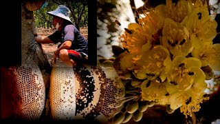 How to Harvest Honey! Harvest 100% Natural Forest Honey #harvesthoney #100%naturalhoney #honeybee