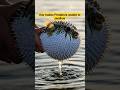 This Fish Turns Into a Living Balloon to Survive 😱🐡#facts #shorts #ytshorts