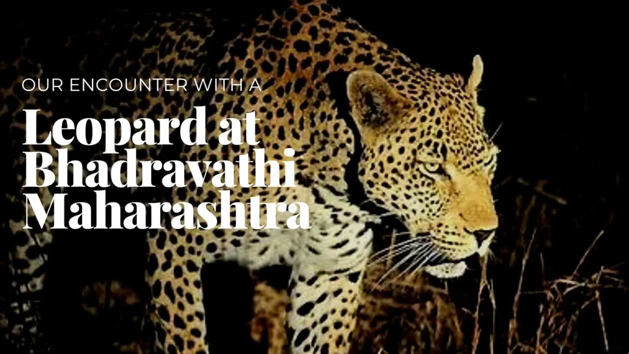 Our encounter with a Leopard at Bhadravathi, Maharashtra 