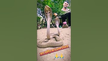 नाग नागिन का Love Story #shorts #youtubeshorts #nagindance #nagnagin #hindisong #snake  #viralvideo