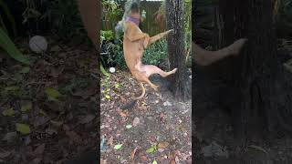 Jasmine Working The Spring Pole