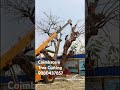 #coimbatore #treecutting #9080437857 #kovai #service #covai