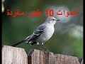 الحلقة :1 الطيور المغردة