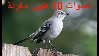 الحلقة :1 الطيور المغردة