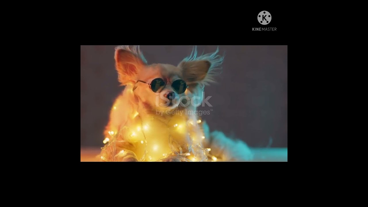 new cute  cat video 2020